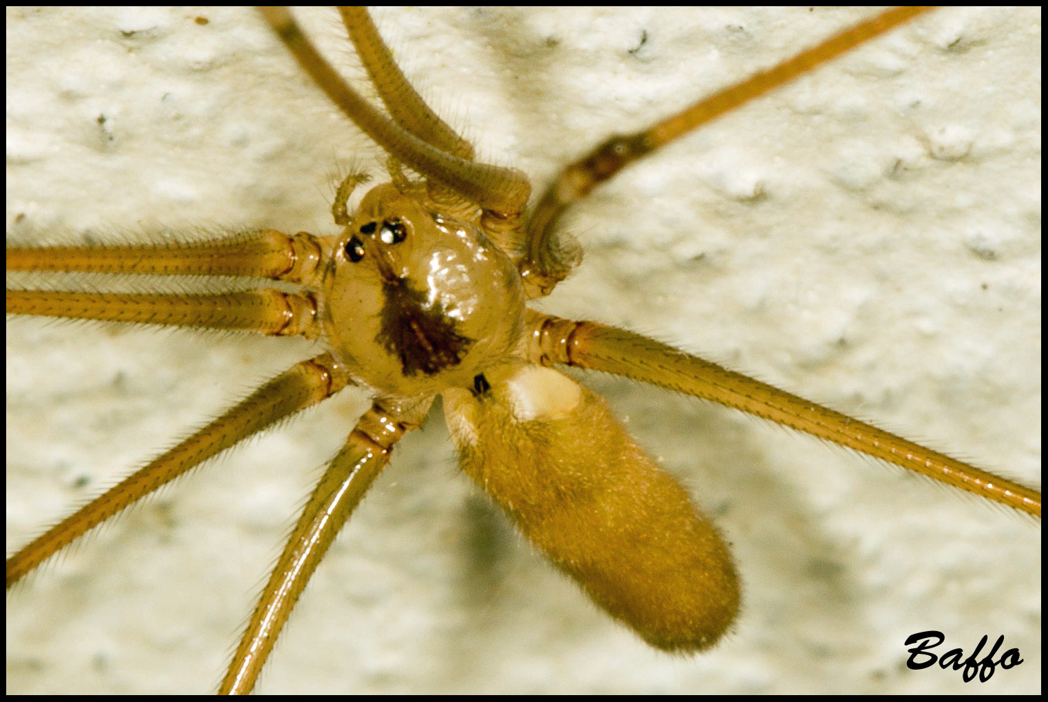 Pholcus phalangioides